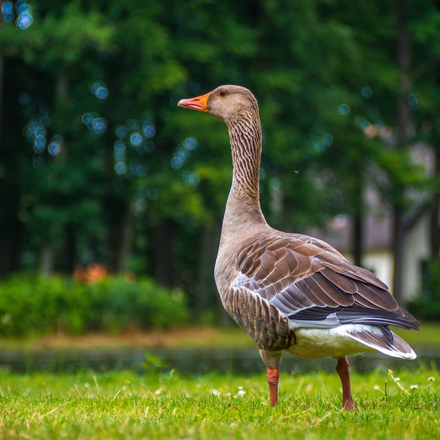 Anser anser - the greylag goose.